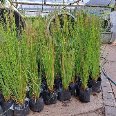 Juncus Fine "Fine Rush" 2L