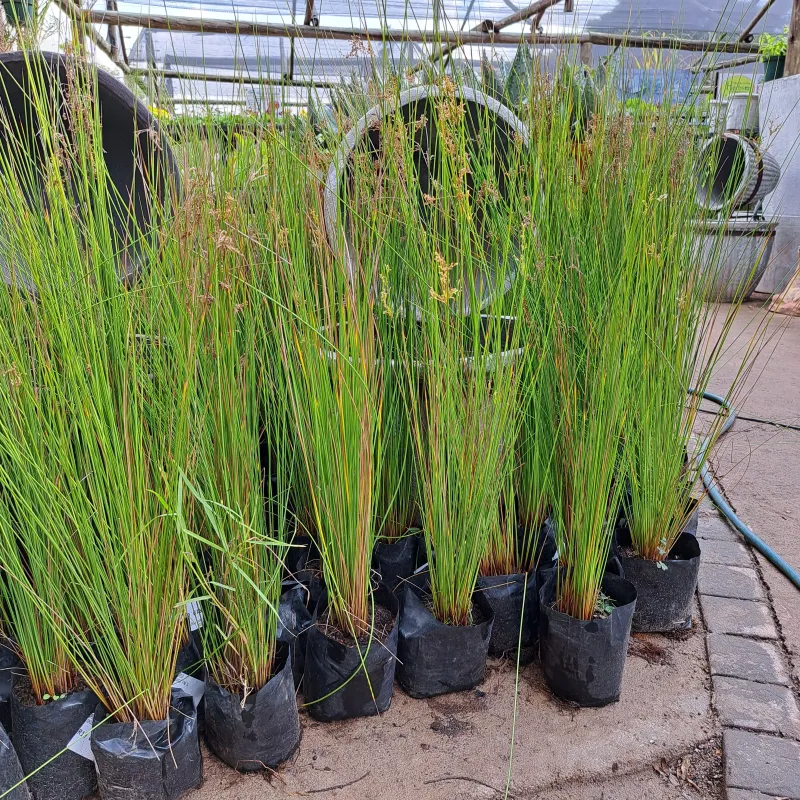 Juncus Fine "Fine Rush" 2L