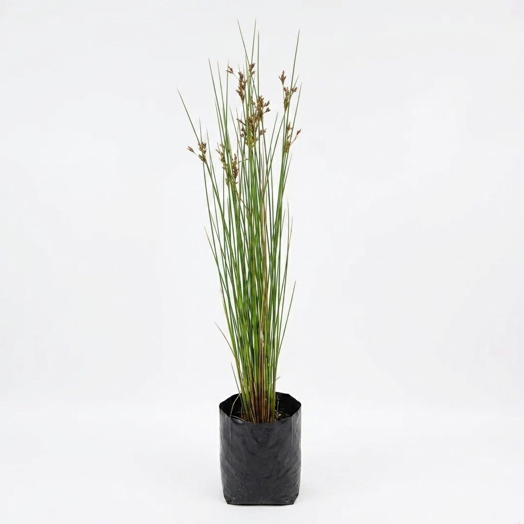 Juncus Fine "Fine Rush" 2L