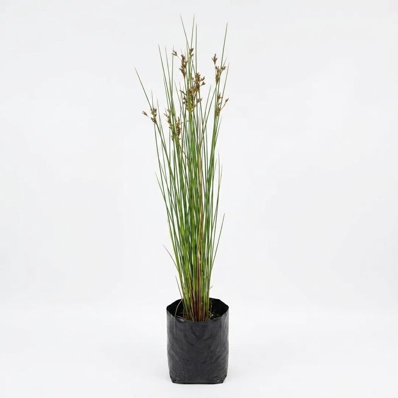 Juncus Fine "Fine Rush" 2L