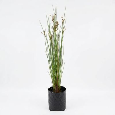 Juncus Fine "Fine Rush" 2L