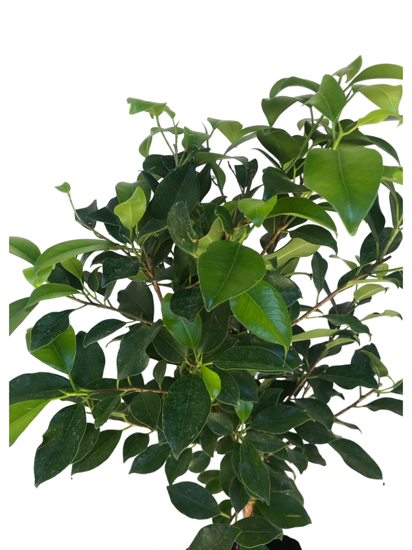 Ficus Microcarpa "Nitida Fig" Standard 10Liter