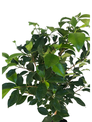 Ficus Microcarpa "Nitida Fig" Standard 10Liter