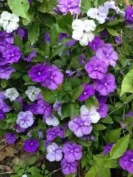 Brunfelsia Pauciflora "yesterday today and tomorrow"  Standard 10Liter