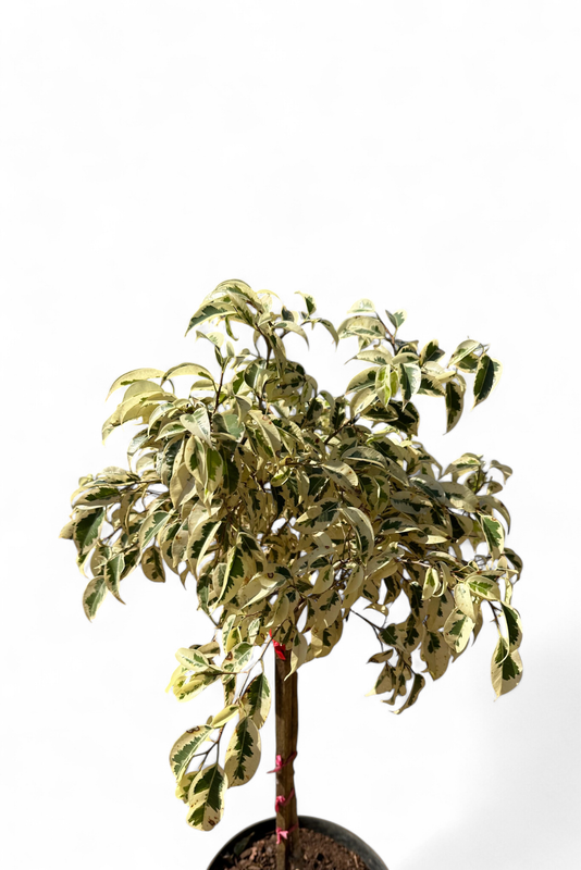 Ficus Benjamina "Starlight Weeping Fig" Standard 25cmPot