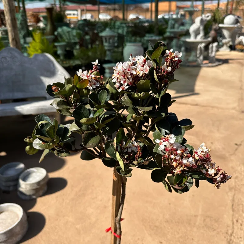 Rhaphiolepsis Indica "White Indian Hawthorn" Standard 10Liters