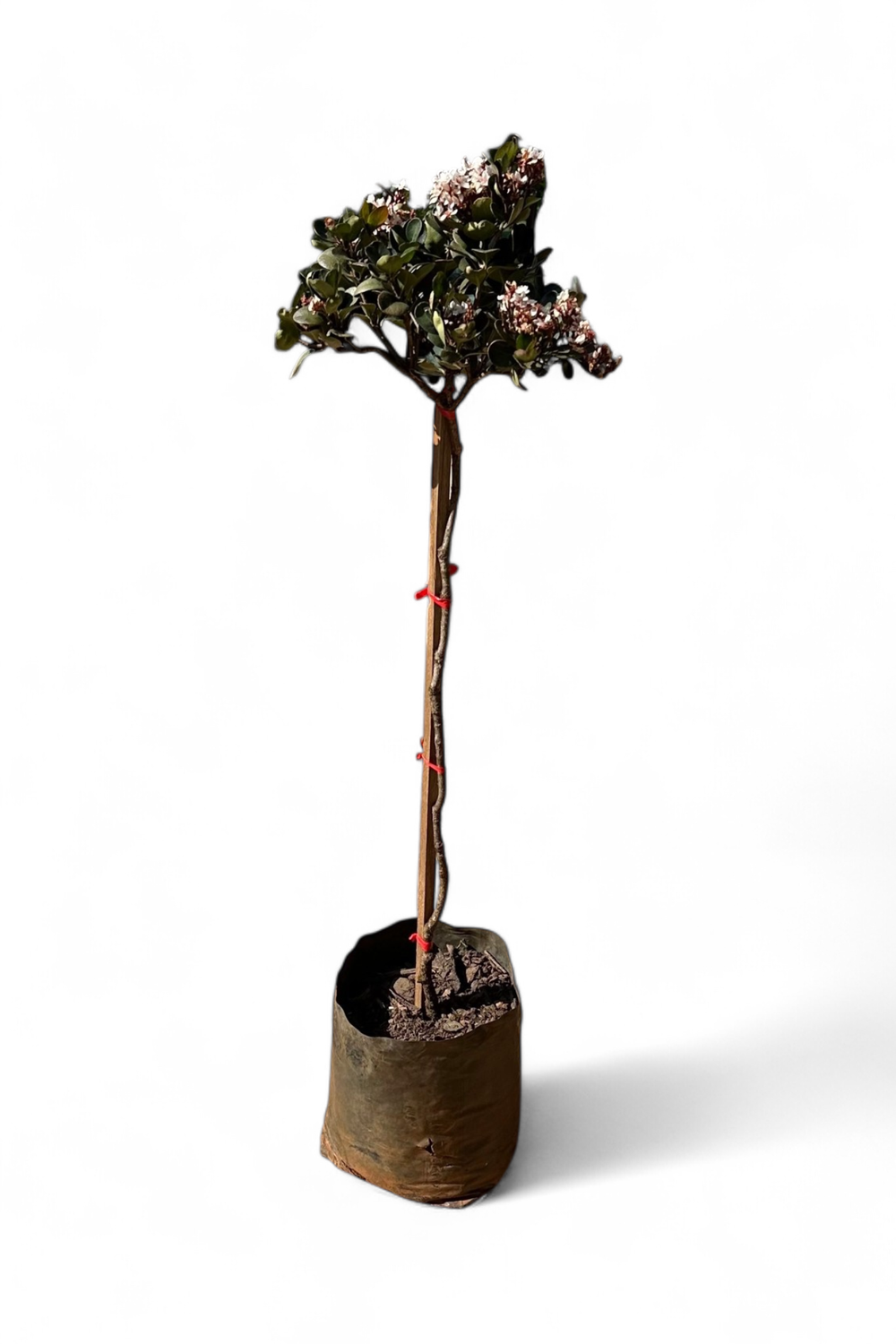 Rhaphiolepsis Indica "White Indian Hawthorn" Standard 10Liters