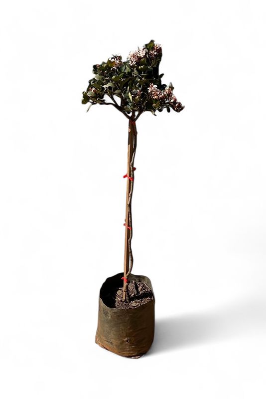 Rhaphiolepsis Indica "White Indian Hawthorn" Standard 10Liters