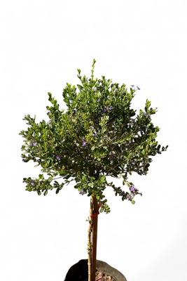 Freylinia Tropica "Dark Purple Freylinia" Short Standard 10Liter