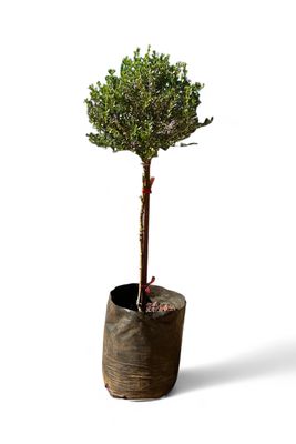 Freylinia Tropica "Dark Purple Freylinia" Short Standard 10Liter