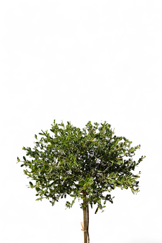 Freylinia Tropica  "White Freylinia" Standard 10Liter