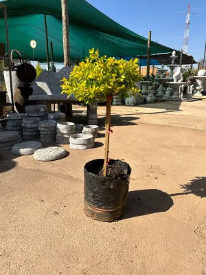 Duranta Erecta "Sheena's Gold" Standard Short 10Liter