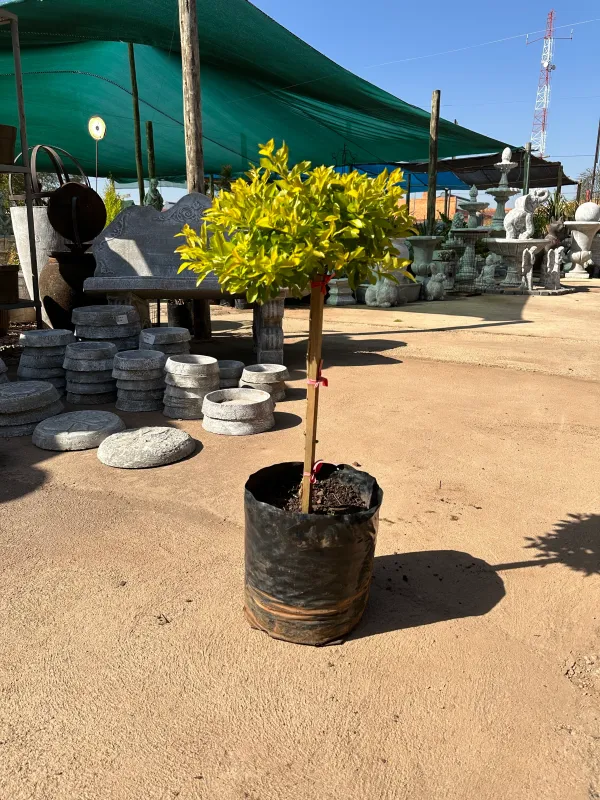 Duranta Erecta "Sheena's Gold" Standard Short 10Liter