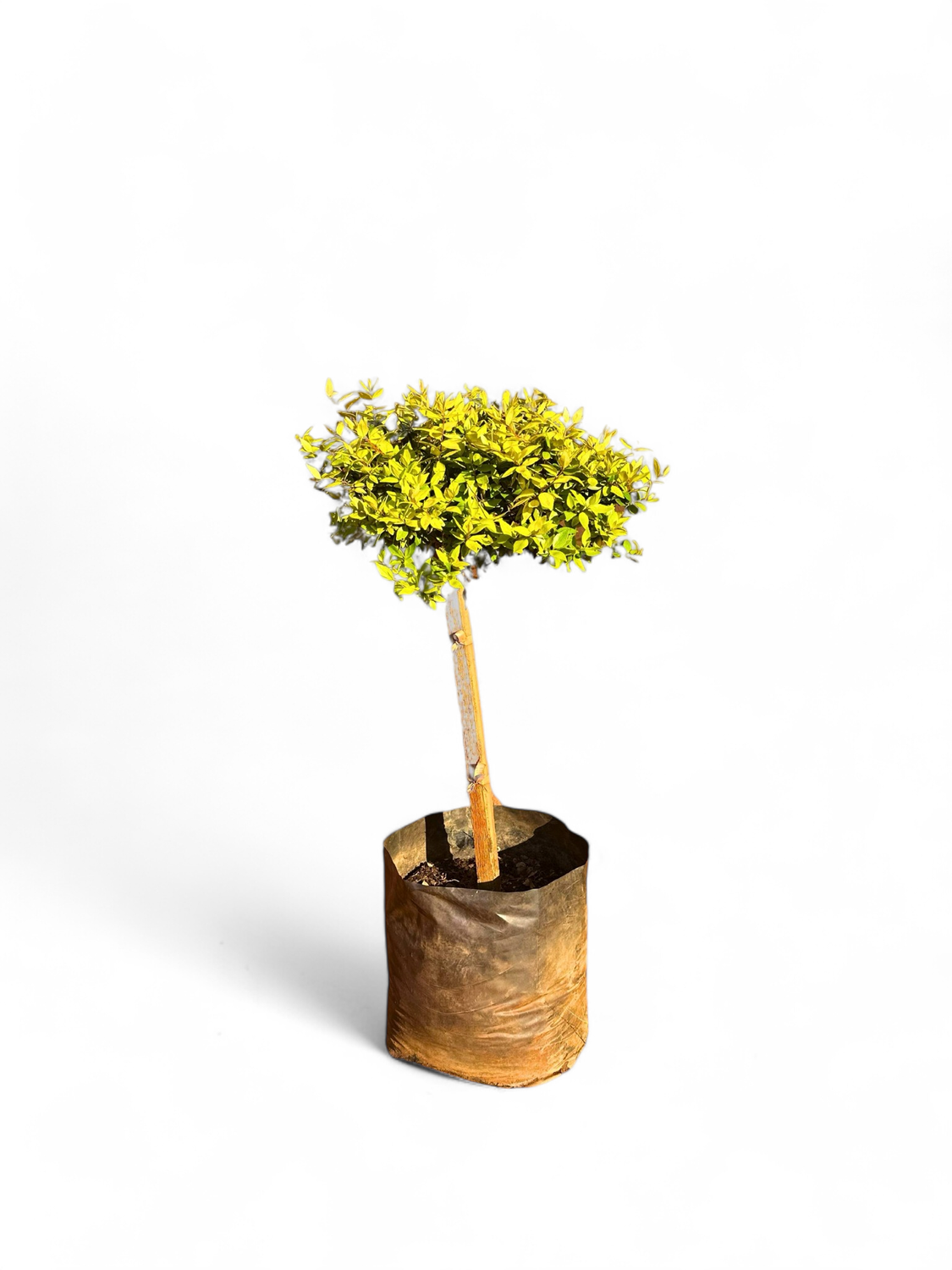 Duranta Erecta "Sheena's Gold" Standard Short 10Liter