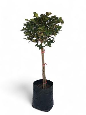 Syzigium Paniculatum "Australian Brush Cherry" Standard Short 10Liter