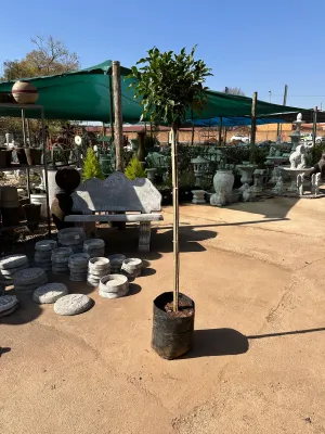 Ficus Microcarpa "Nitida Fig" Standard 20Liter