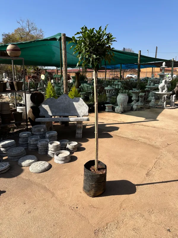 Ficus Microcarpa "Nitida Fig" Standard 20Liter