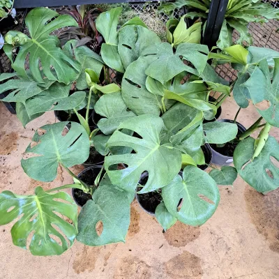 Monstera Deliciosa "Swiss Cheese Plant" 17cmPot