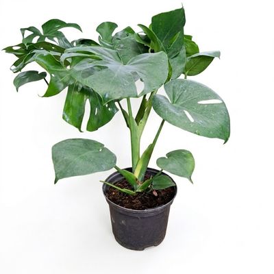 Monstera Deliciosa "Swiss Cheese Plant" 17cmPot