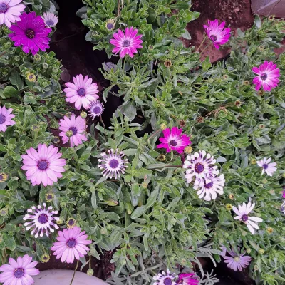 Osteospermum "Cape Daisy" Mixed Colours 4Liter