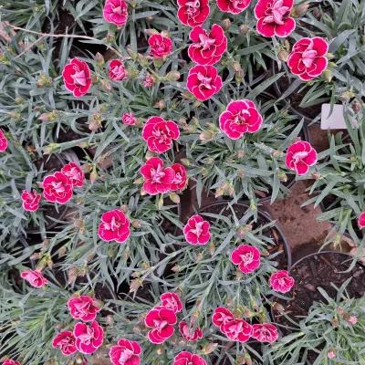 Dianthus Capitan "Carnation" 15cm Pot