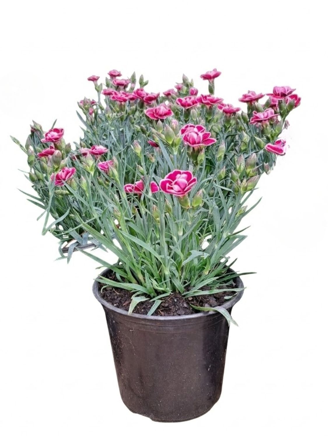 Dianthus Capitan "Carnation" 15cm Pot