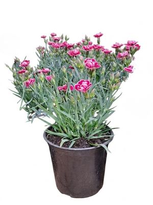Dianthus Capitan "Carnation" 15cm Pot