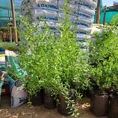 Freylinia Tropicana "Blue Freylinia" 5Liter
