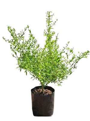 Freylinia Tropicana "Blue Freylinia" 5Liter