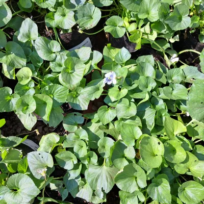 Viola Odorata "Sweet Viola White" 2Liter