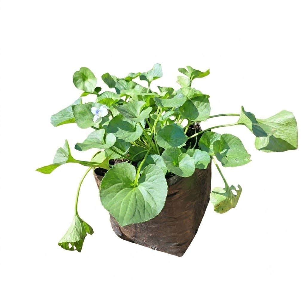 Viola Odorata "Sweet Viola White" 2Liter