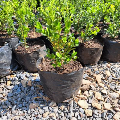 Buxus Faulkner "Faulkner Boxwood" 2Liter
