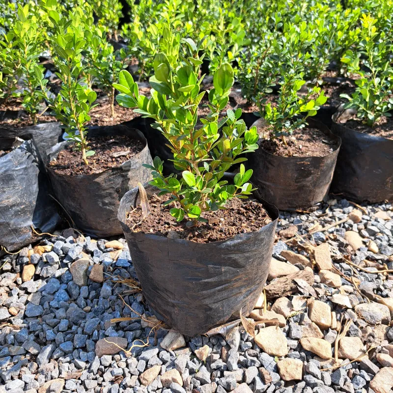 Buxus Faulkner "Faulkner Boxwood" 2Liter