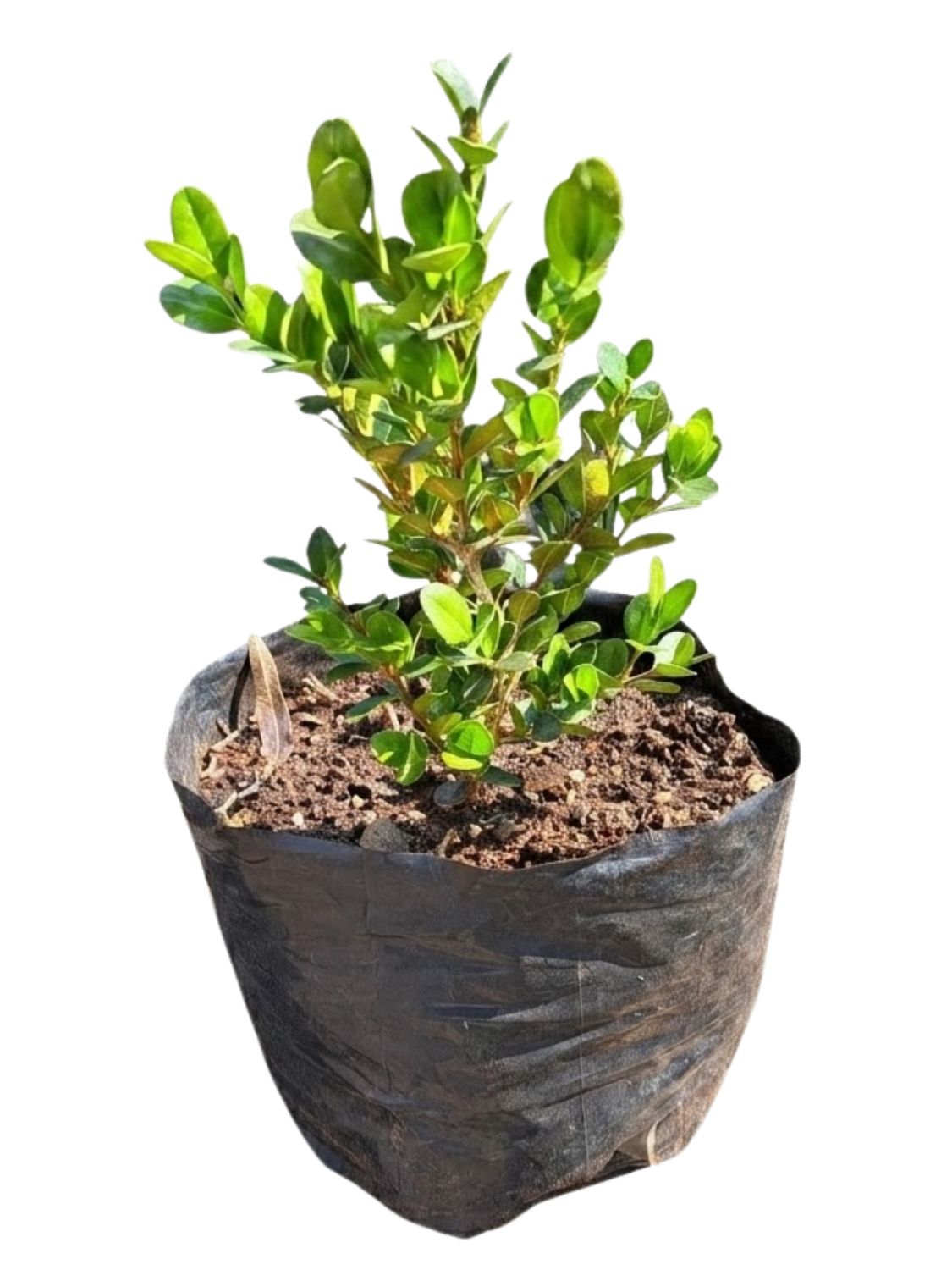 Buxus Faulkner "Faulkner Boxwood" 2Liter