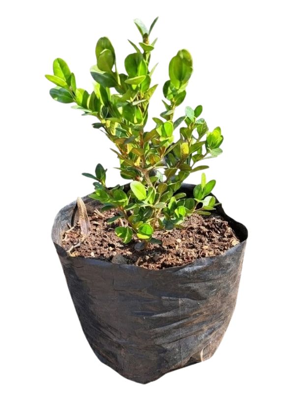 Buxus Faulkner "Faulkner Boxwood" 2Liter