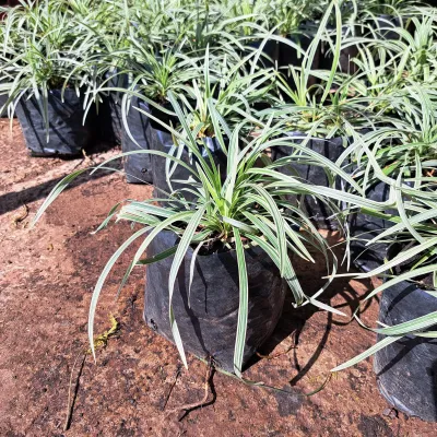 Ophiopogon Jaburan Vittatus "Striped Dwarf Lilyturf" 2Liter