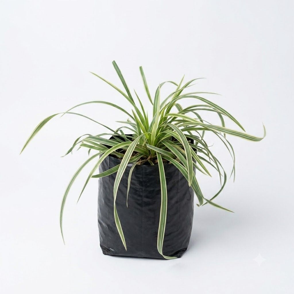Ophiopogon Jaburan Vittatus "Striped Dwarf Lilyturf" 2Liter