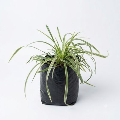 Ophiopogon Jaburan Vittatus "Striped Dwarf Lilyturf" 2Liter