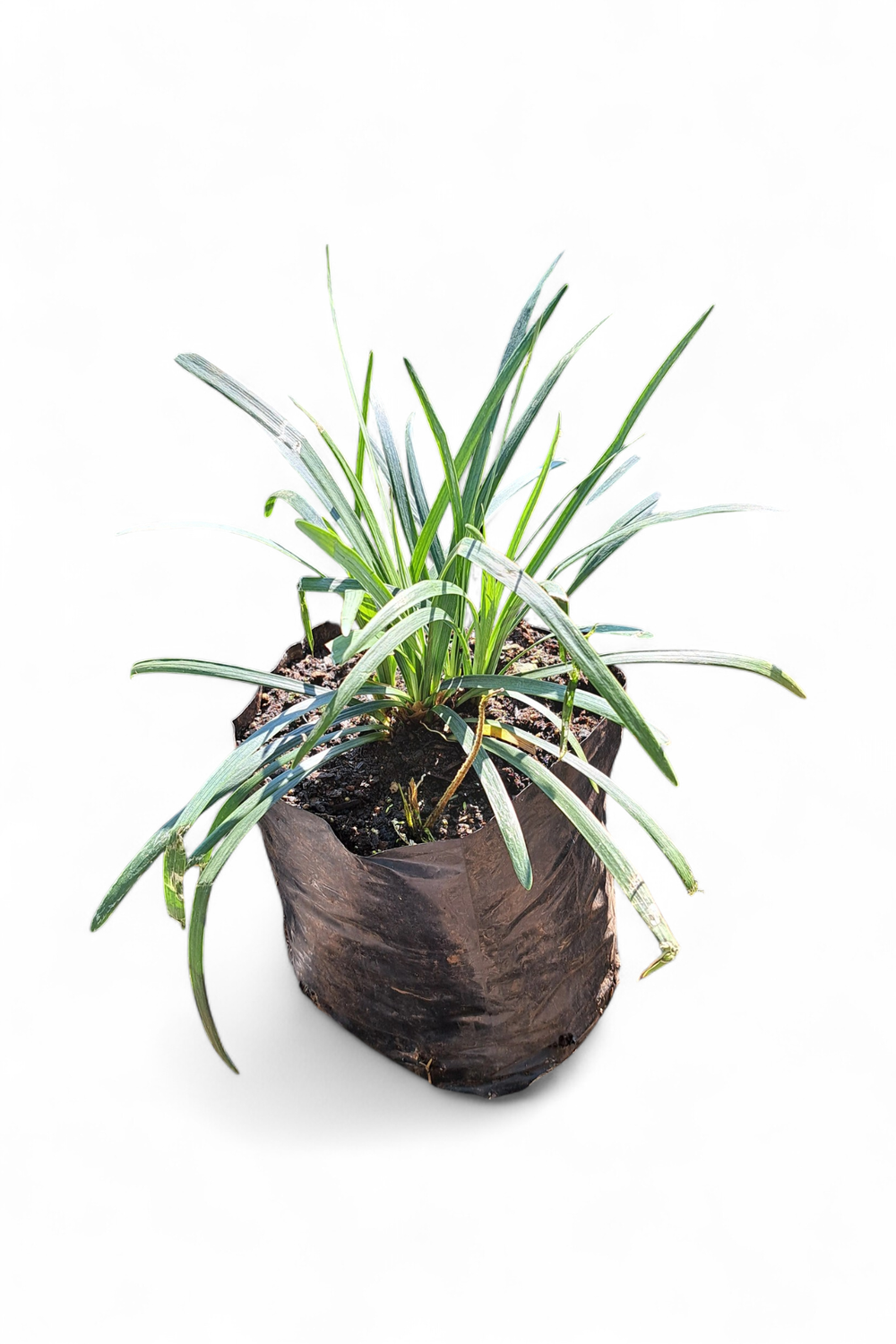 Ophiopogon Jaburan "Dwarf Lilly Turf" 2Liter