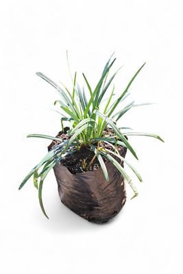 Ophiopogon Jaburan "Dwarf Lilly Turf" 2Liter