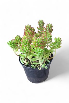 Sedum Rubrotinctum "Jelly Bean Plant" 2Liter