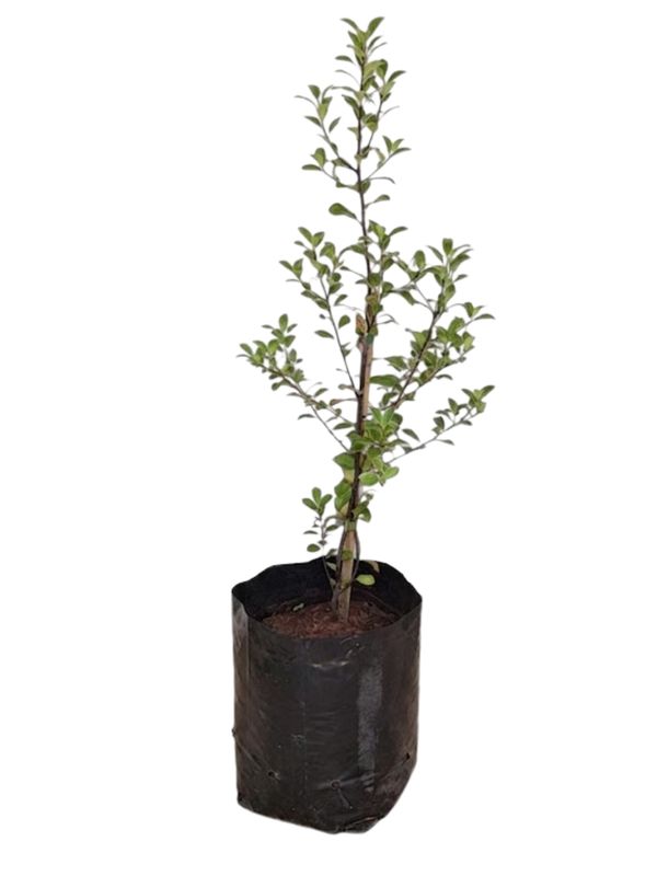 Pittosporum Tenuifolium "Black Matipo" 10Liter