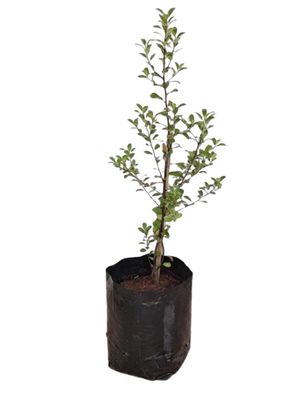 Pittosporum Tenuifolium "Black Matipo" 10Liter