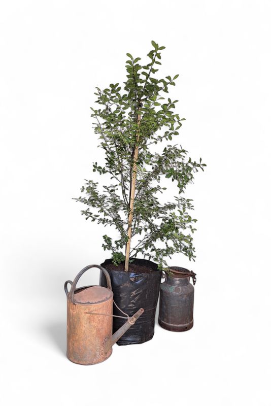 Pittosporum Tenuifolium "Black Matipo" 40Liters