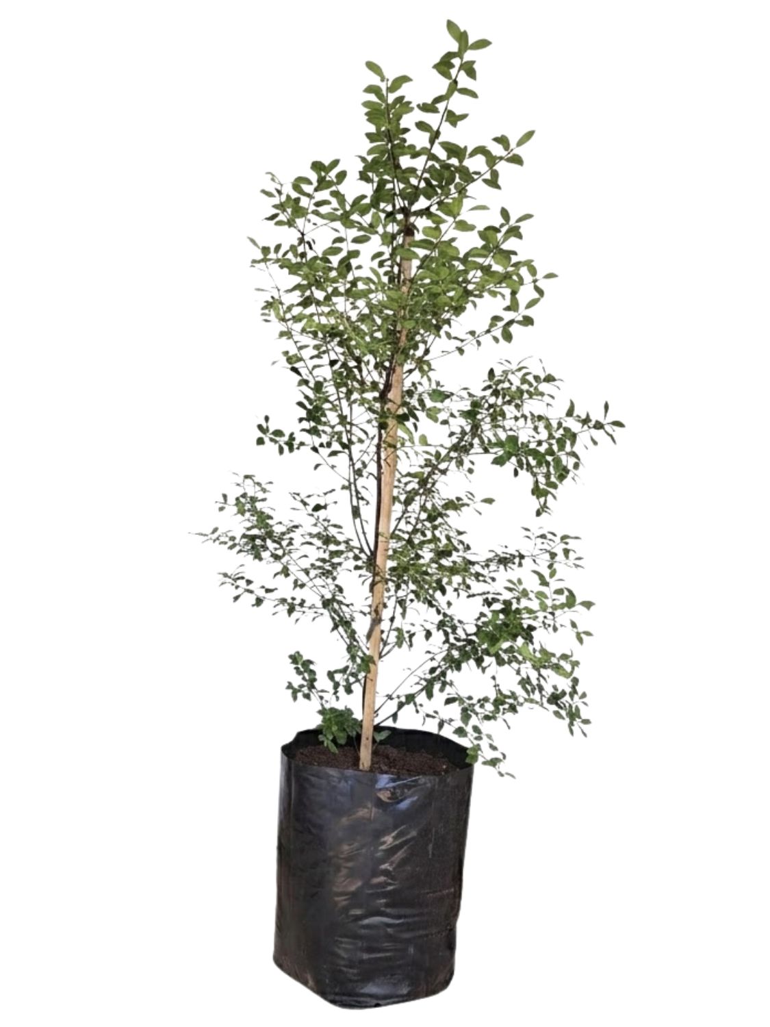 Pittosporum Tenuifolium "Black Matipo" 40Liters