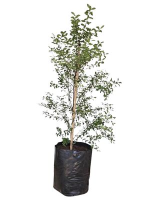 Pittosporum Tenuifolium "Black Matipo" 40Liters
