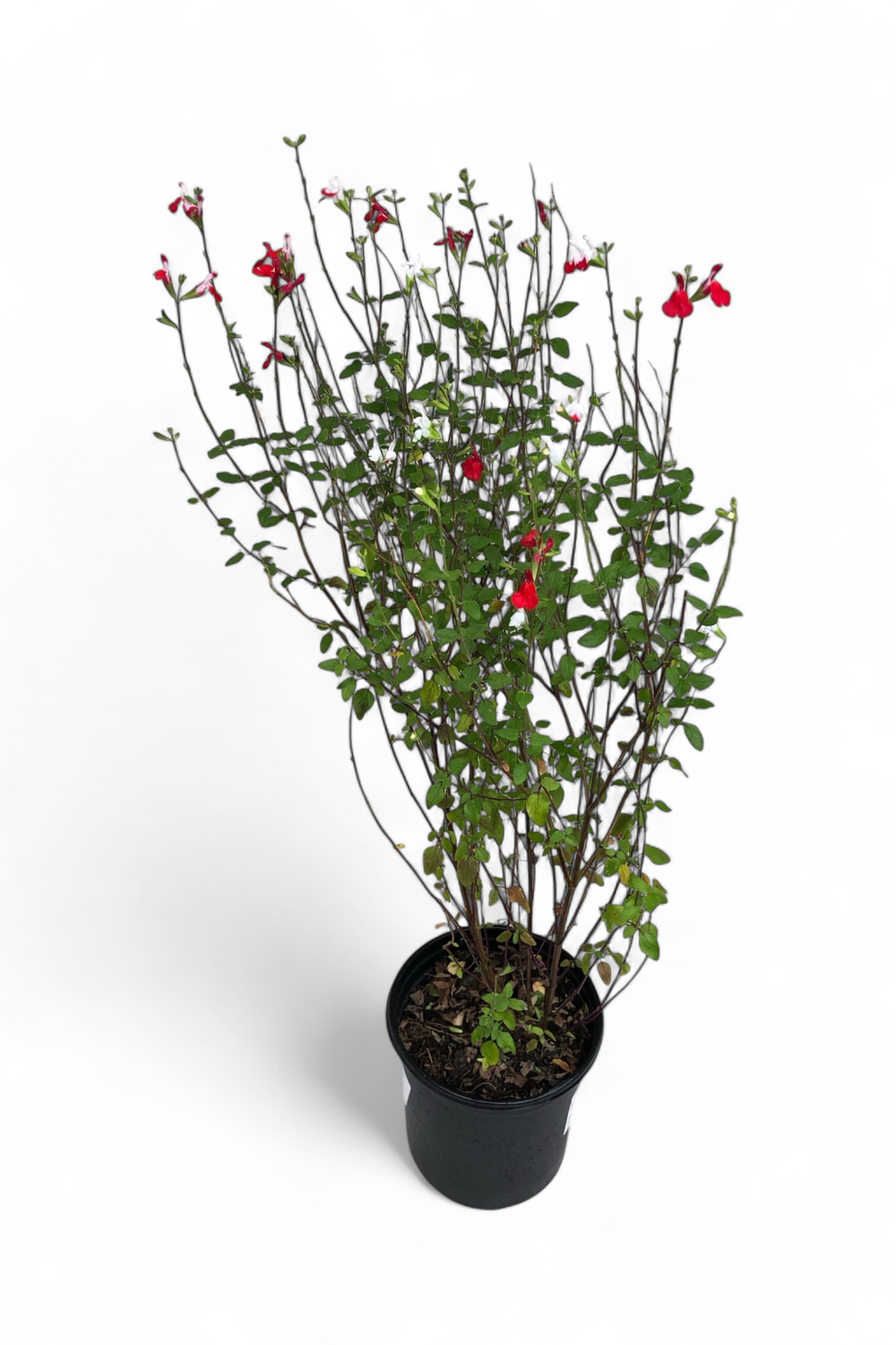 Salvia Microphylla "Hot Lips" 17cm Pot