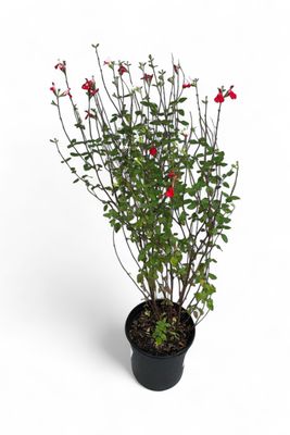 Salvia Microphylla "Hot Lips" 17cm Pot