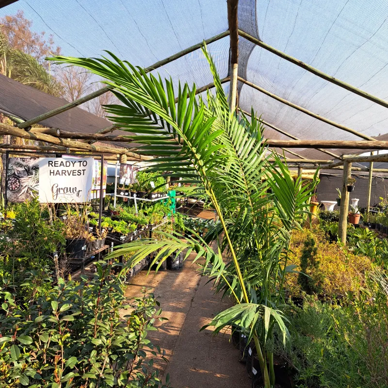 Archontophoenix Cunninghamiana "King Palm" 20Liter