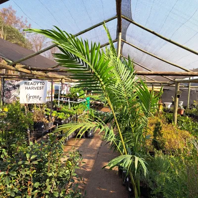 Archontophoenix Cunninghamiana "King Palm" 20Liter